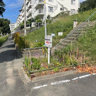 この階段からハイキングコース