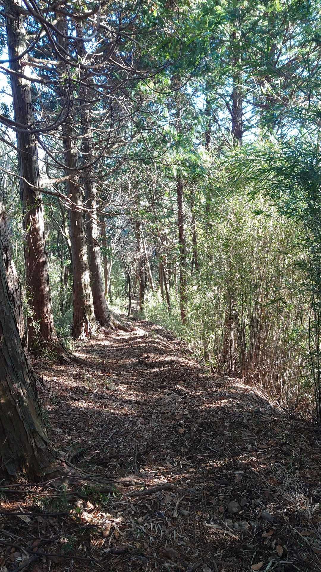 愛鷹山 往復コースの写真