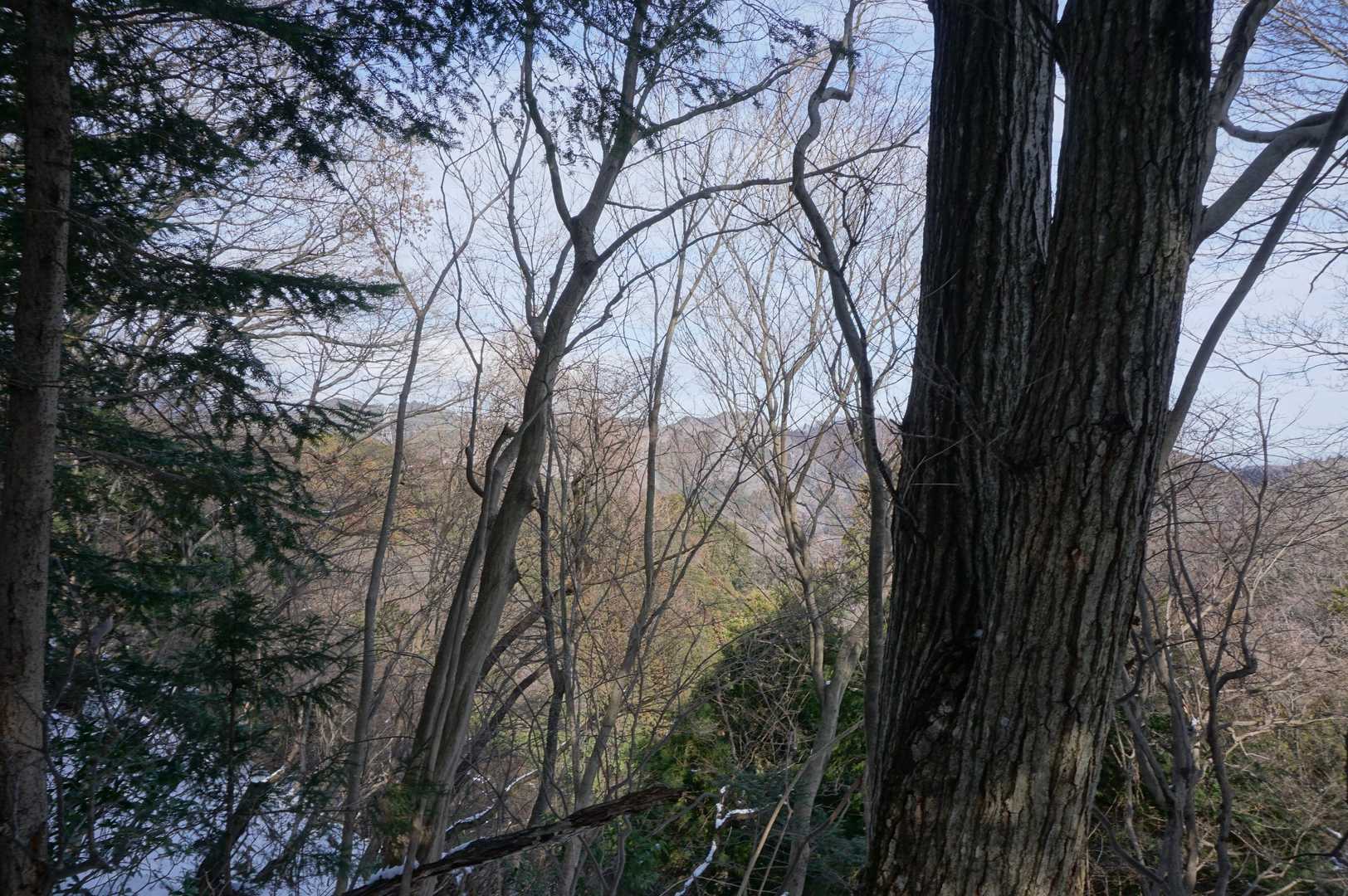 薮薮だけど刈寄山は近いみたい