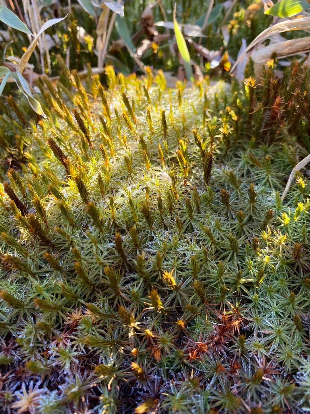 こんな小さき世界の美しさの虜になっています✨