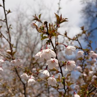 場所によってはまだ桜も沢山咲いてた🌸
