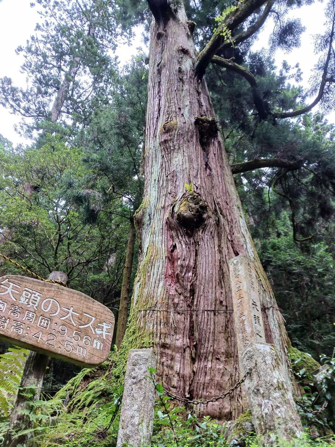 いつもながら矢頭の大スギ