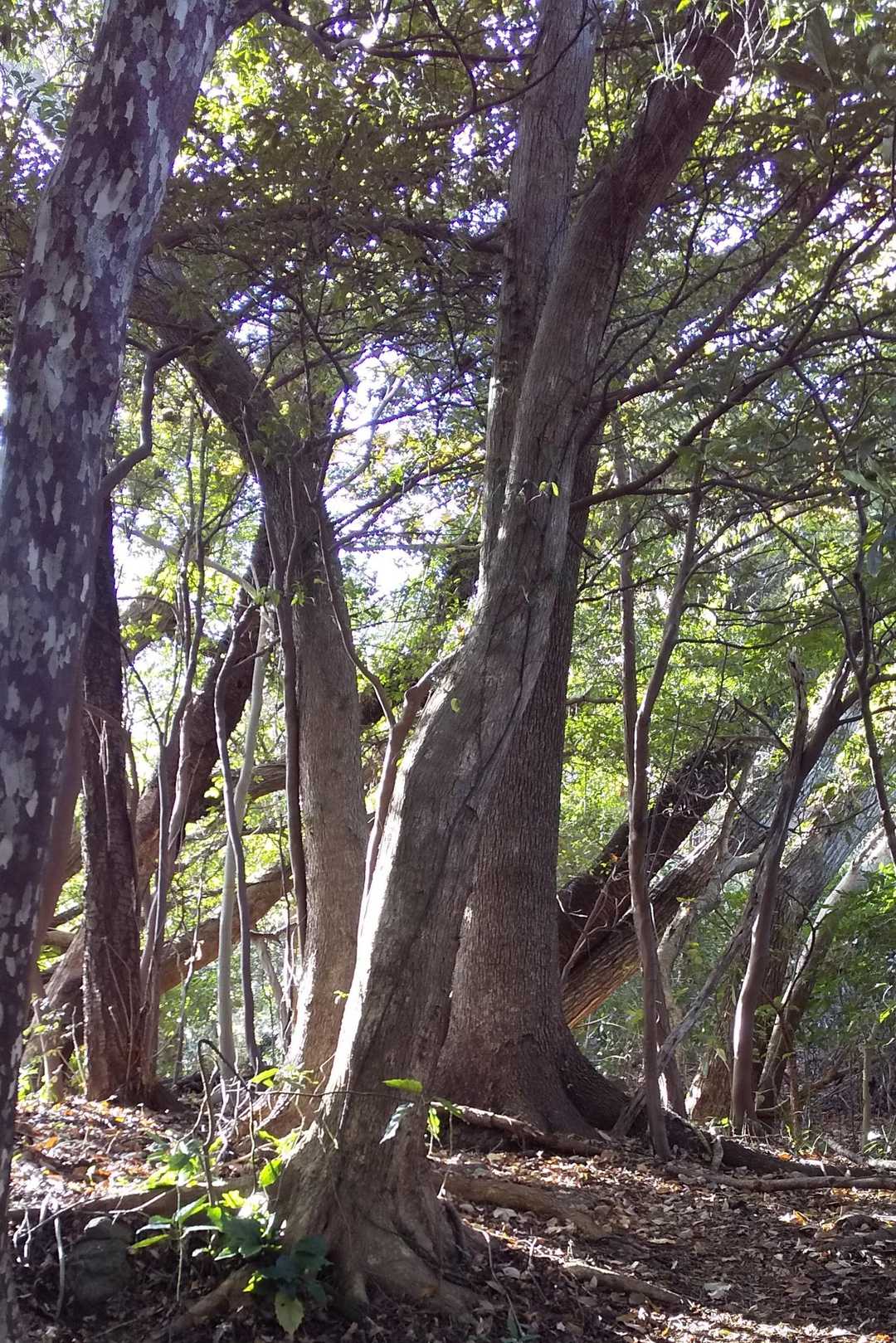  西日を受けて 輝く  樹林帯の中を、気持ち良~く  歩いて行きます   ☺️