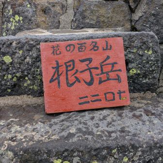 花の百名山、根子岳山頂に到着。
ここまでまあまあ長かった。汗