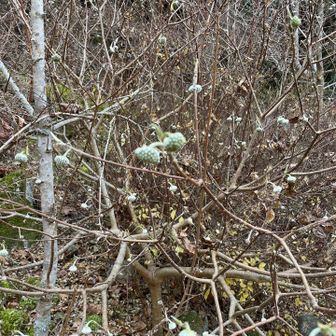 ミツマタが咲くときれいだろうな