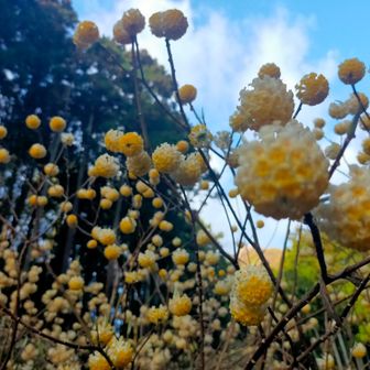 いくつかの株で、きれいに残っているのを撮りまくり📸