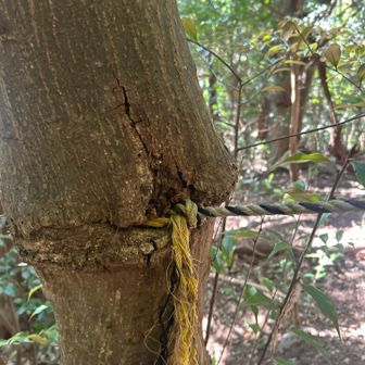 木がロープ食べてる

これがないと登れなかったよ、、
