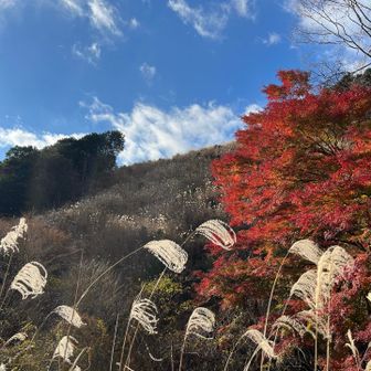 もみじとススキがいい感じ💕
青空～😭