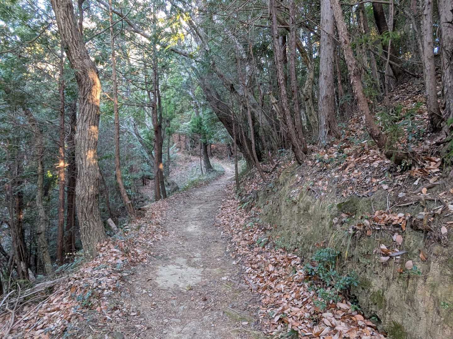 雑木林と人工林が半々ぐらいかな❗