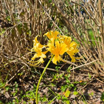 ショウキズイセン🌸
彼岸花と似てるけど何だか違う···
違いを調べてみたら、花の大きさ、色、開花時期が違うらしい