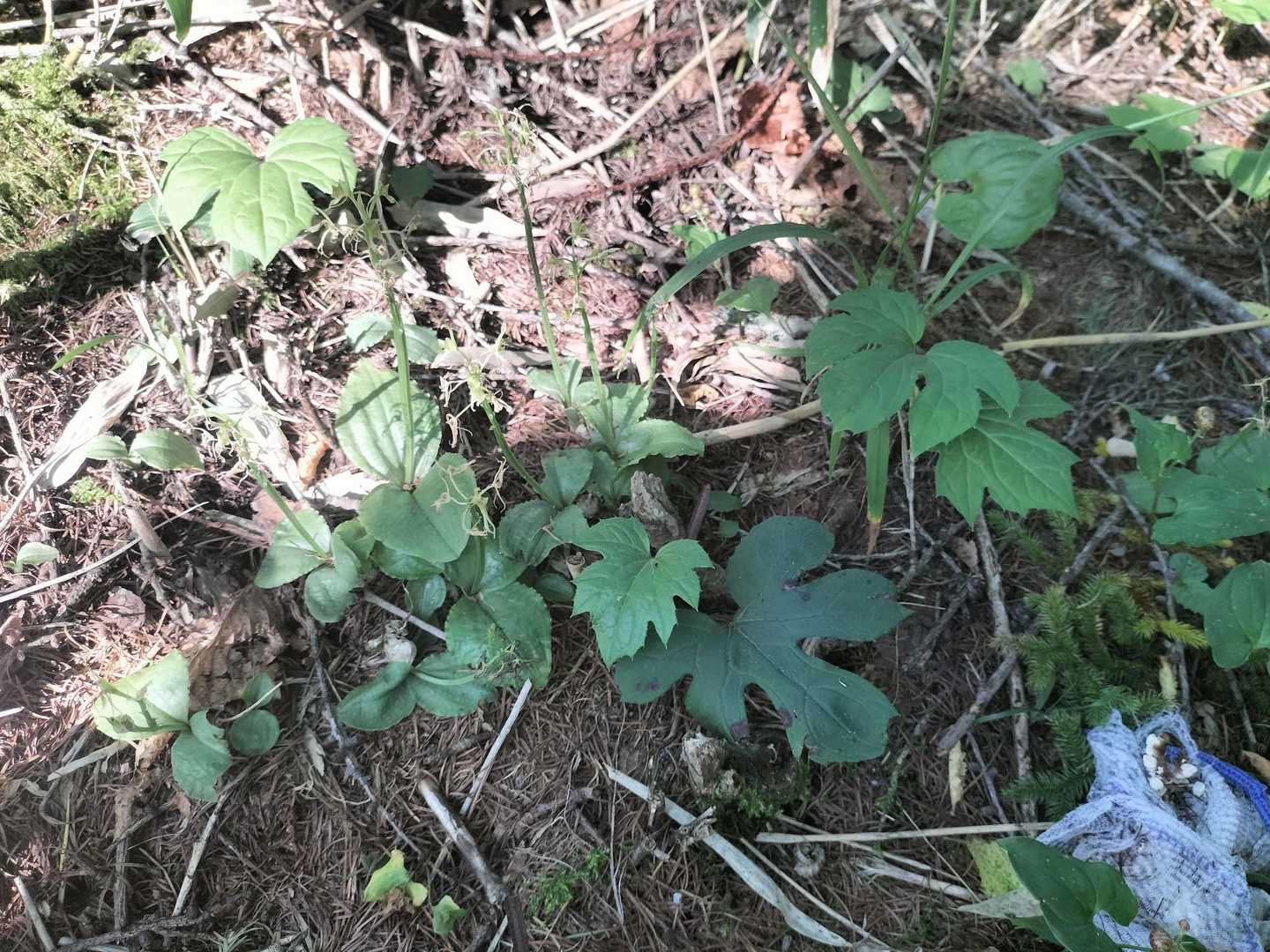 クモキリソウ…