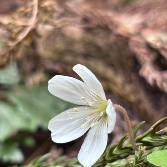 「名前はまだ無い」これでわかれば漱石通📚