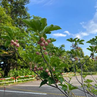 中腹駅付近にサラサドウダン