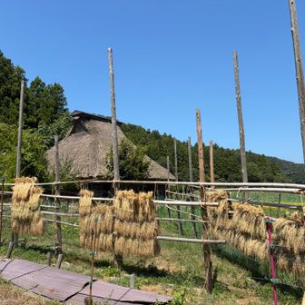 暫く行かないうちに稲🌾刈終わってた🫢
