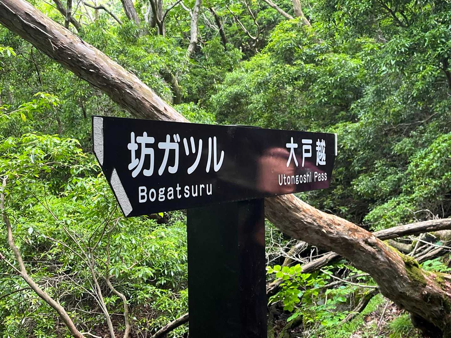 平治岳から下ってくる登山者とすれ違いながら大戸越（ウトンゴシ）へ。