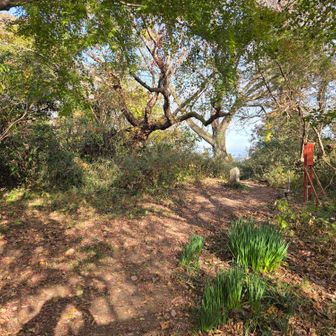 畠山山頂（205m）

