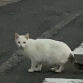 松田町バス停に向かうと猫が喧嘩してた〜。
夫婦喧嘩かなあ。
犬も食わないっていうけど、猫だあ🐱