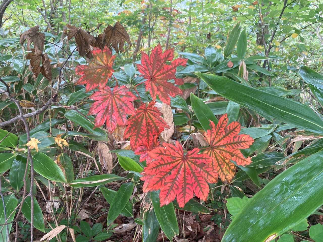 綺麗に紅葉して良いですね🍁