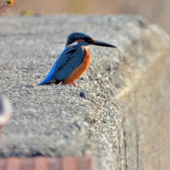 男の子もいましたが、すぐに逃げてしまいました😂