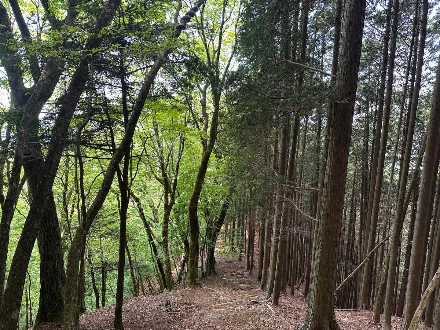 振り返って撮影。
右は植林、左は原生林。