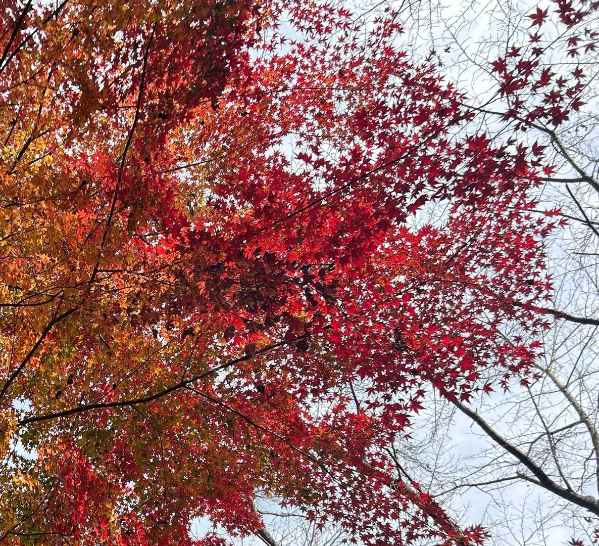 本当に
『スイミー』みたいに
ちっちゃいのが集合して
形つくっちょる(｡･ω･｡)