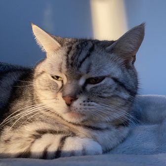 ニャンちゅうここた