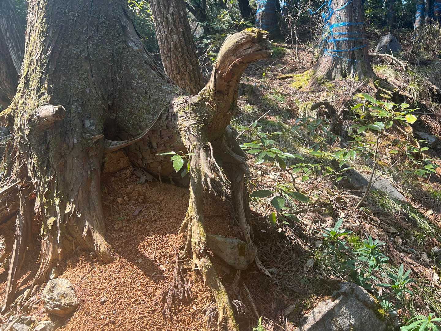 恐竜がおる‼️