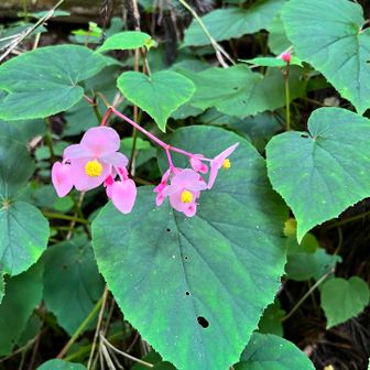 見たことのないお花