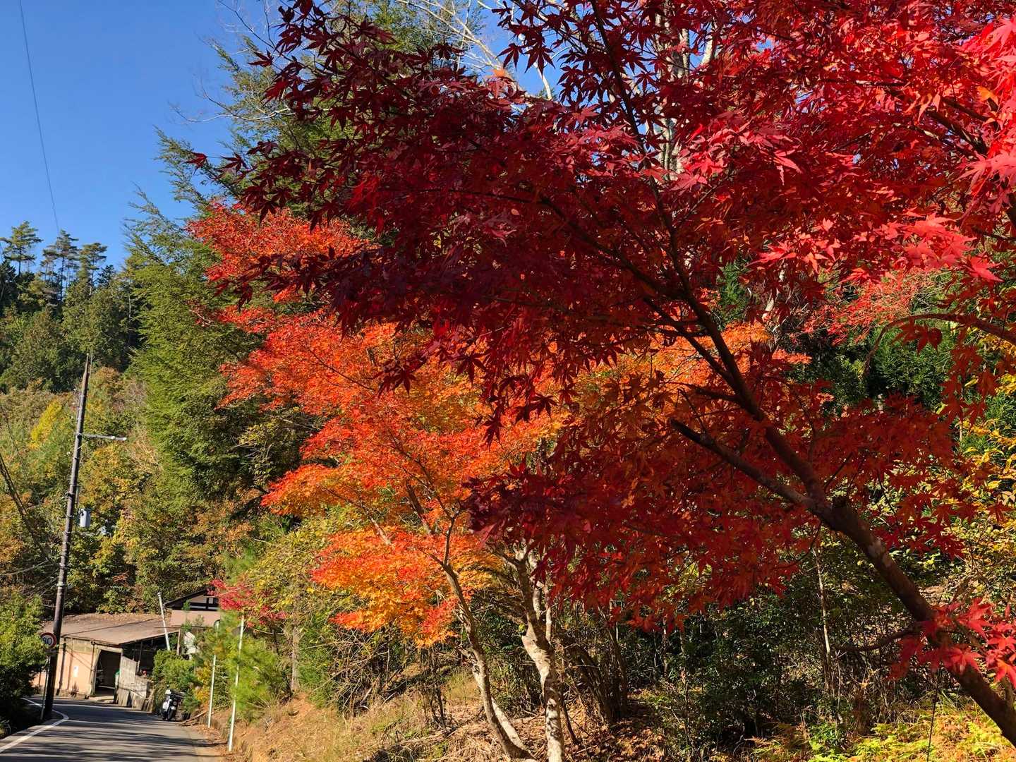京都一周トレイル 北山西部コースの写真