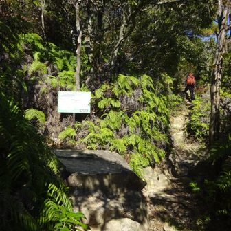 西右田ヶ岳は左へ
巻き道登山道へ
