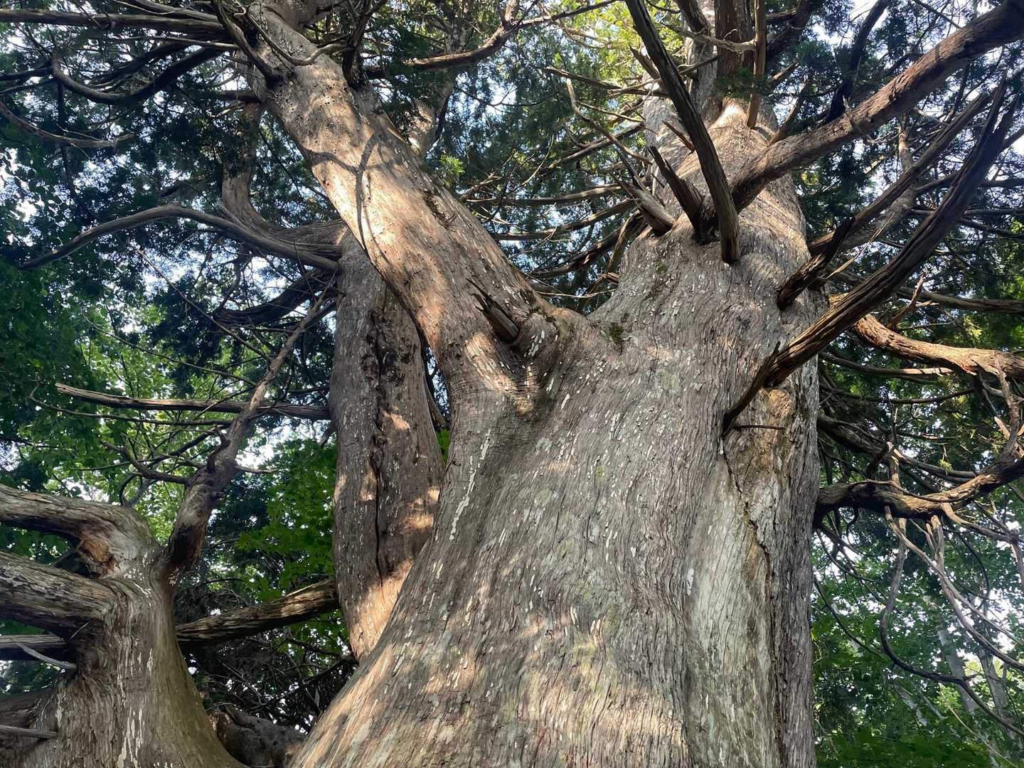 立派な巨木。