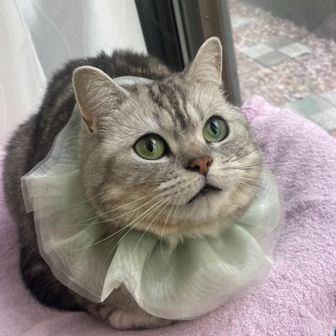 ぷりしらぷりしら