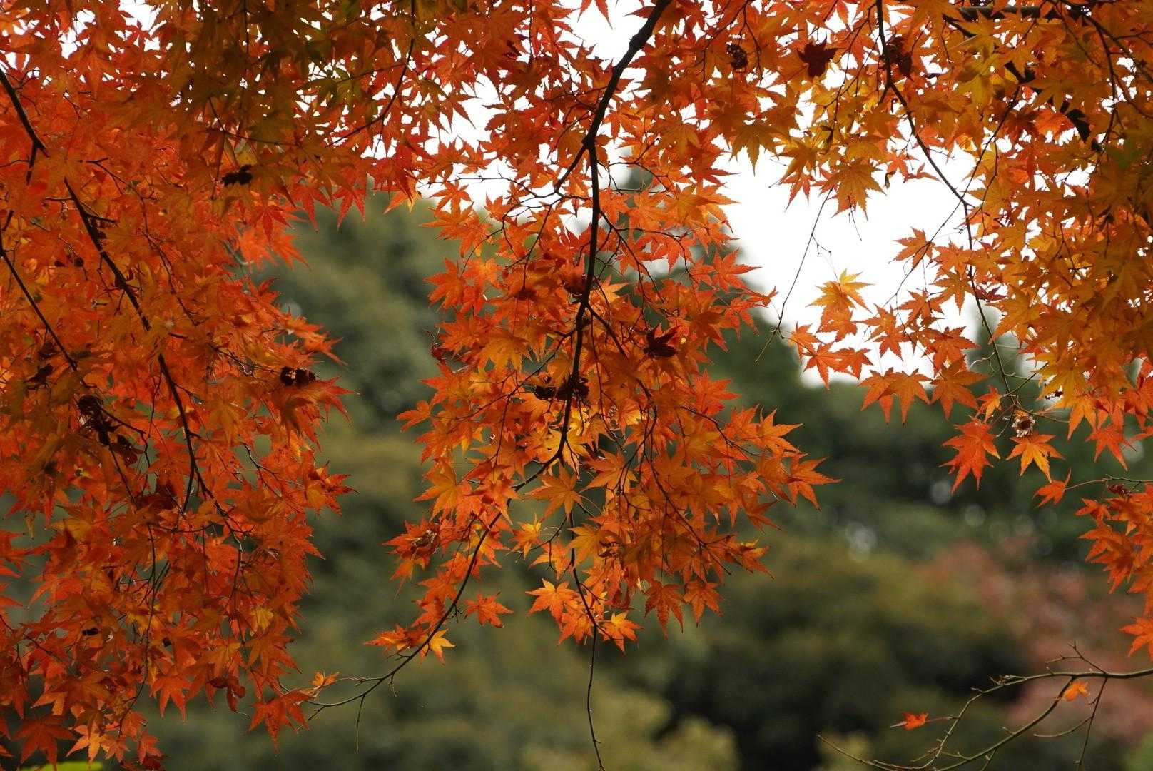 🍁