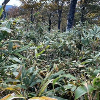 足元の見えない藪漕ぎ・・・
長い距離続くと地味に疲れる