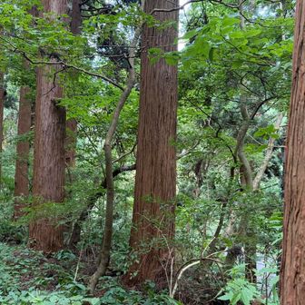 明治期に植えられた杉の大木