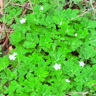 ニリンソウも🥰