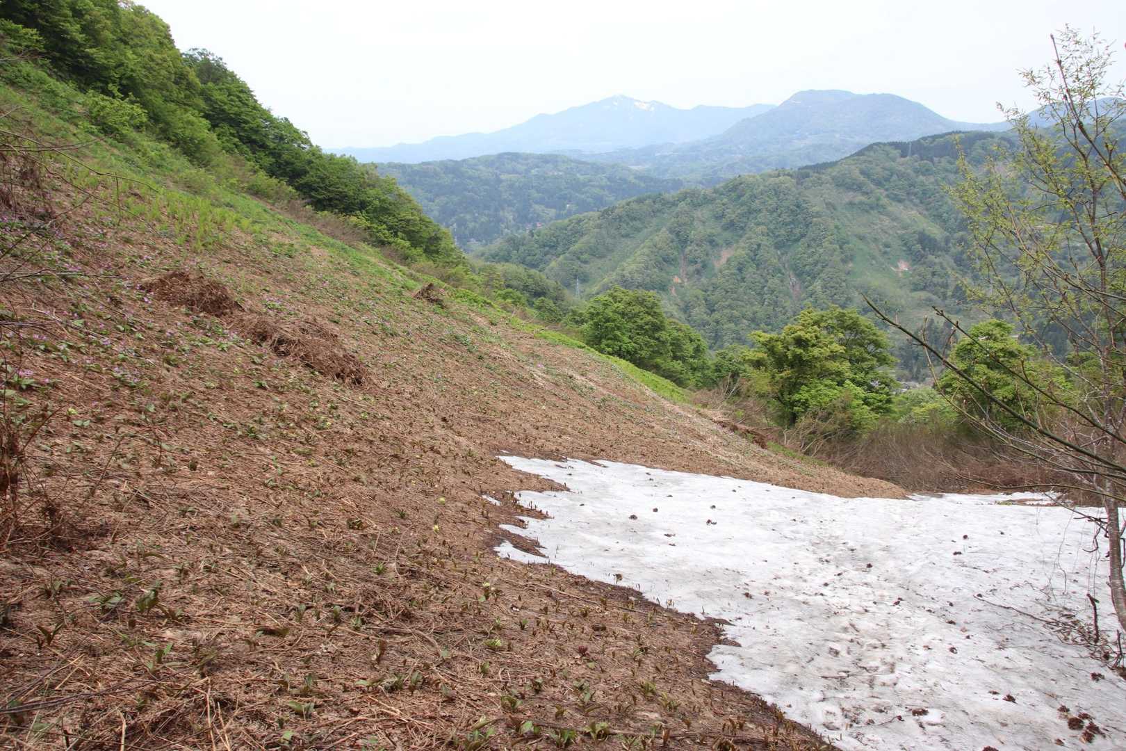 コースに残雪登場！
泥濘んだ登山道よりは雪の上かな？と…