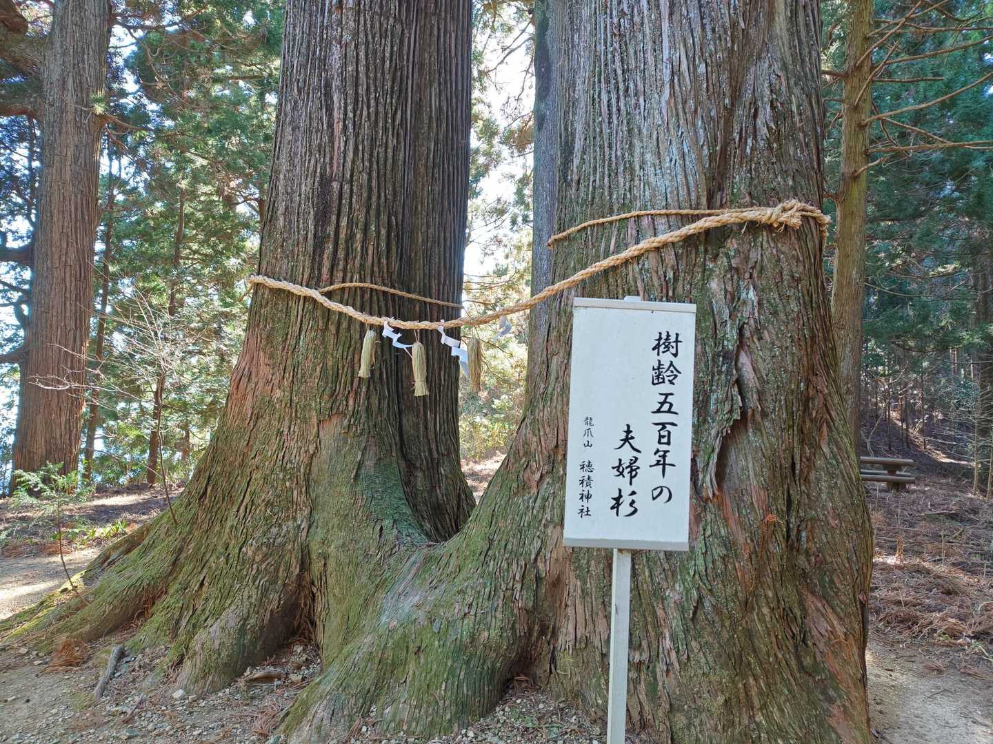 薬師岳-文珠岳-道白山 周回コースの写真