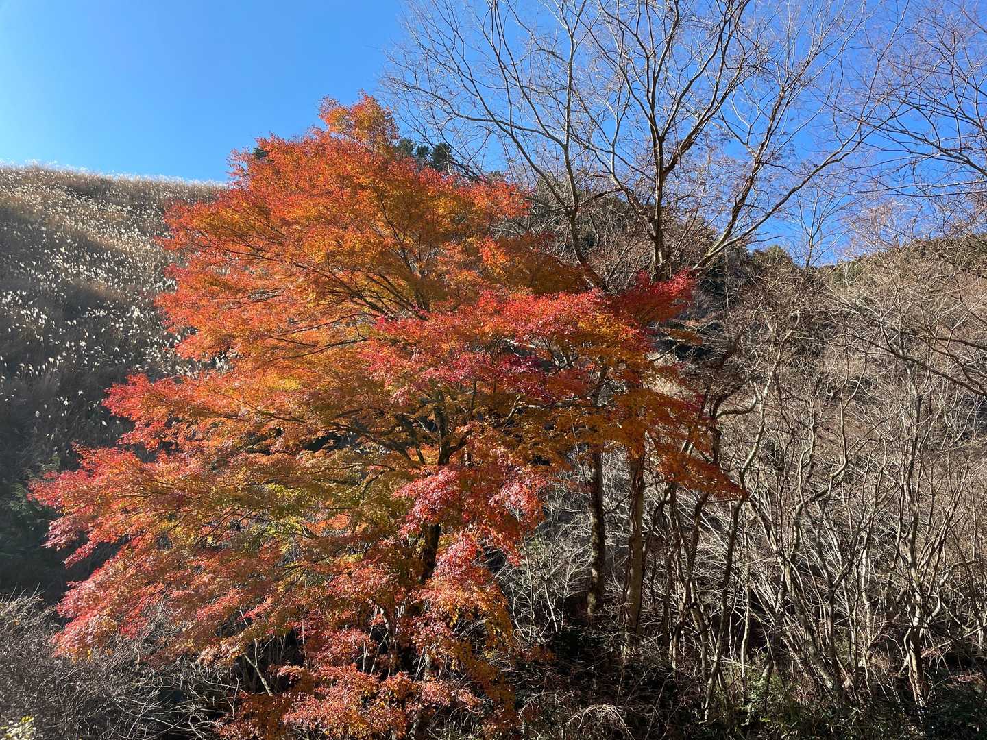 位牌岳-一服峠-袴腰岳-馬場平-愛鷹山 周回コースの写真