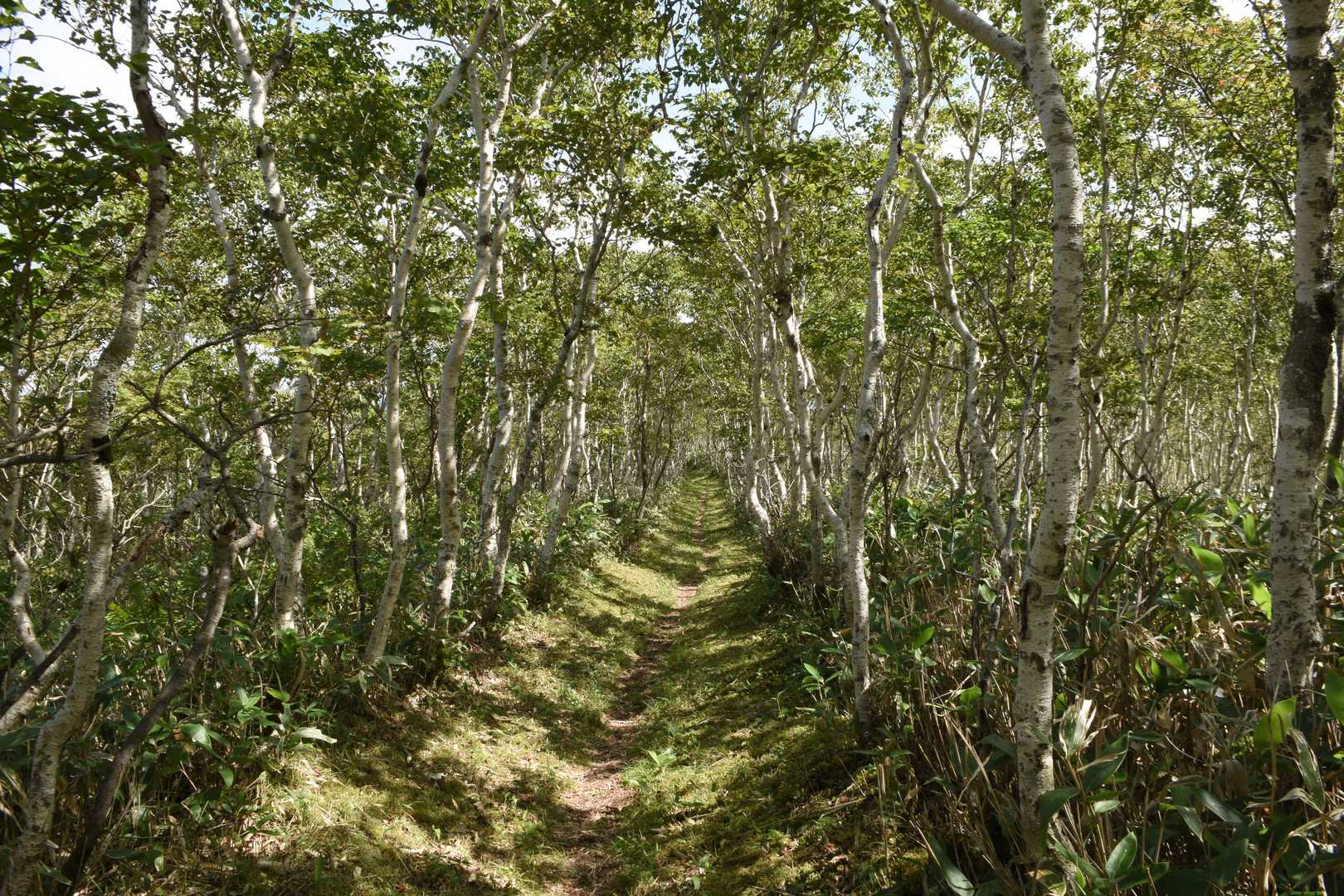 摩周岳-西別岳 往復コースの写真