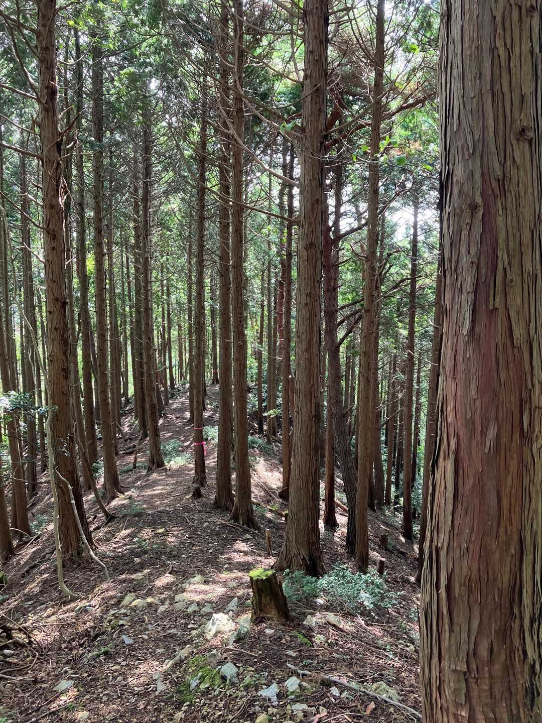 小野寺山から激下りからのなだらかゾーン