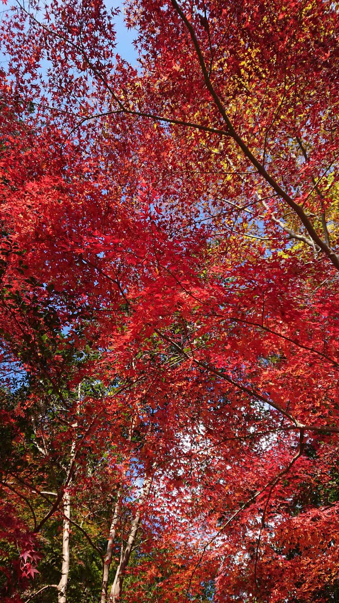 わあ🍁🍁🍁