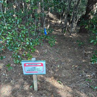 夏に沢登りからの下山で歩いたことあるけど、登りは初めて