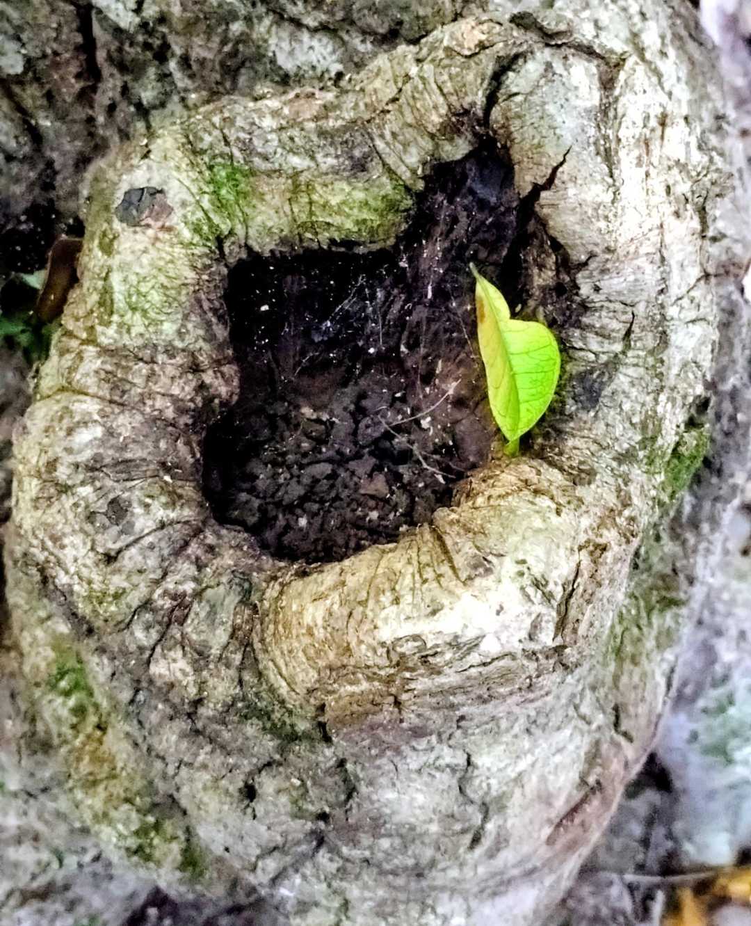 口を開けた　木の幹
