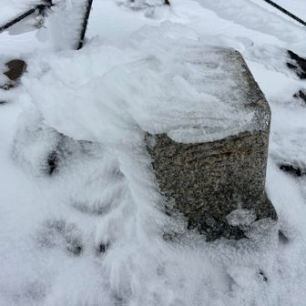 エビの尻尾ついてます
