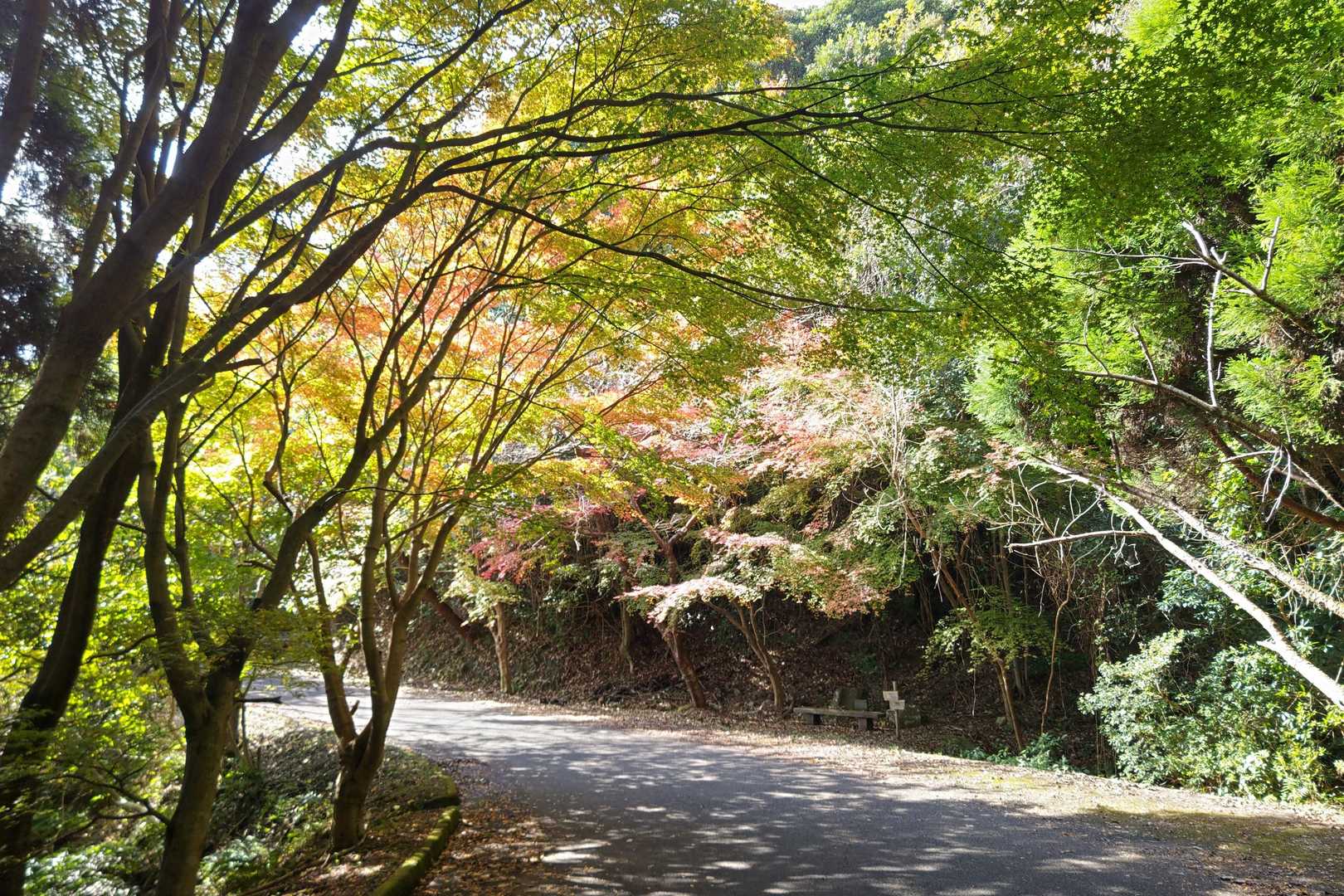 振り返り見る秋の路🍂
もう冬だけど😅