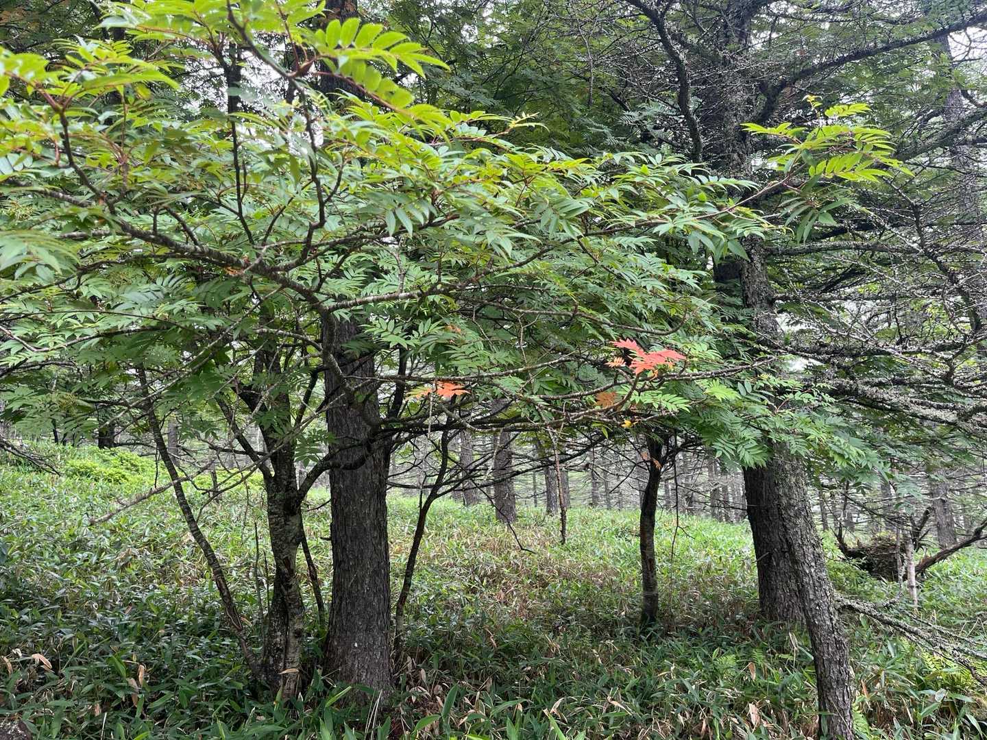 この辺で雨がポツポツ☔️