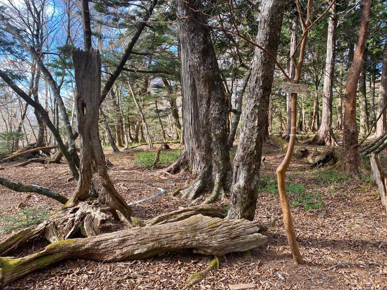 堂倉山へ寄り道⛰
なんて穏やかな雰囲気✨
（🐻鈴無しは超危険❌）