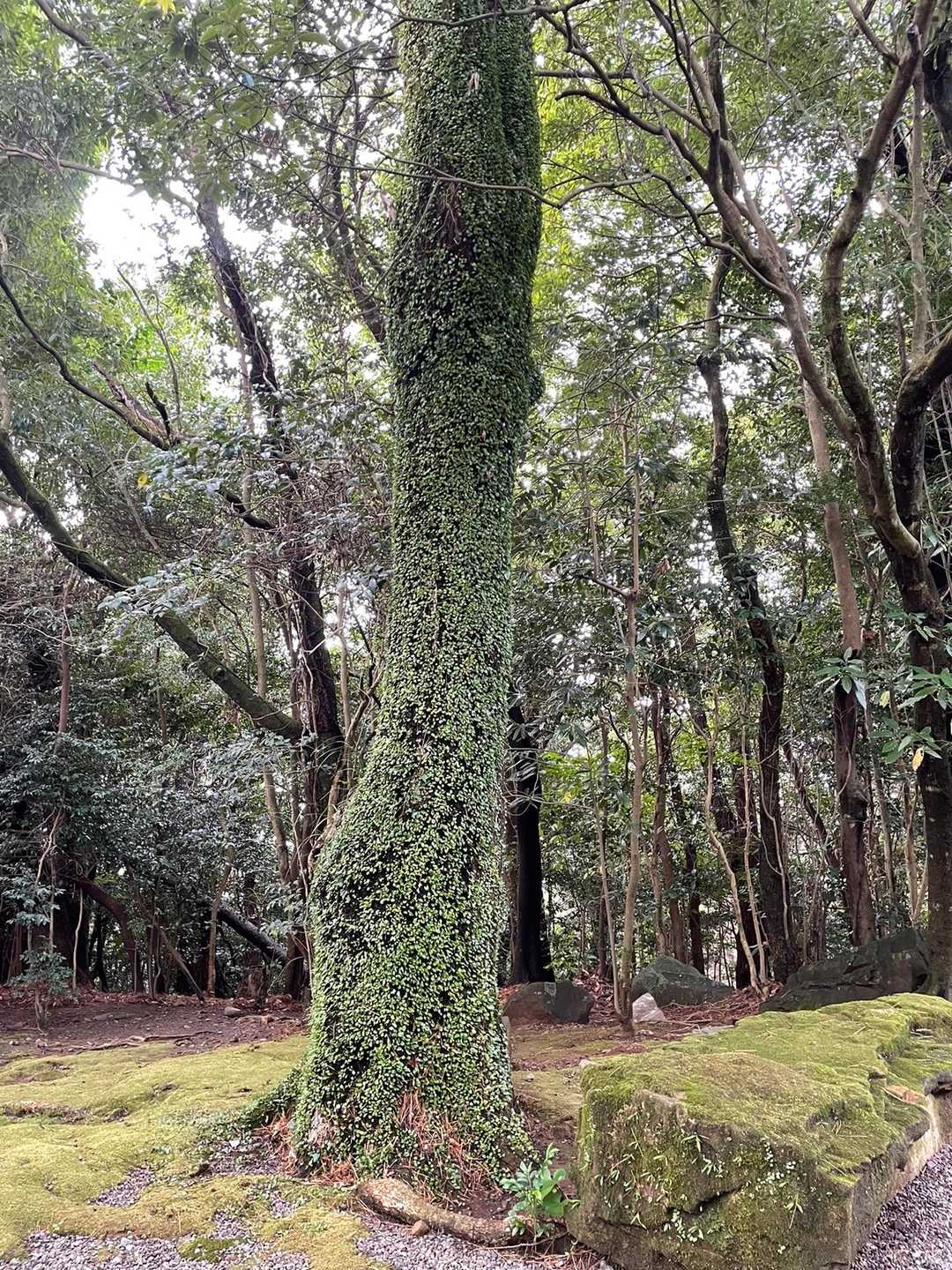 材木岳-冠岳 往復コースの写真