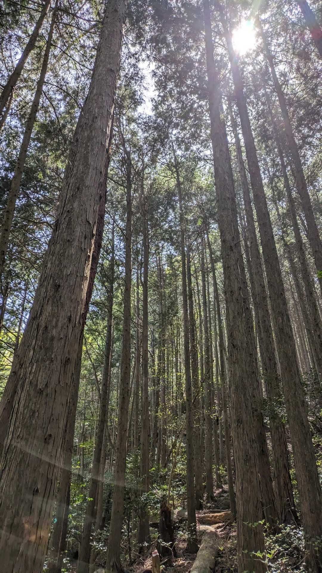 お山のなかは涼しくて　空気も美味しー✨